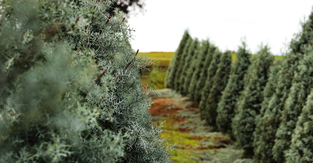 Christmas Tree Farms