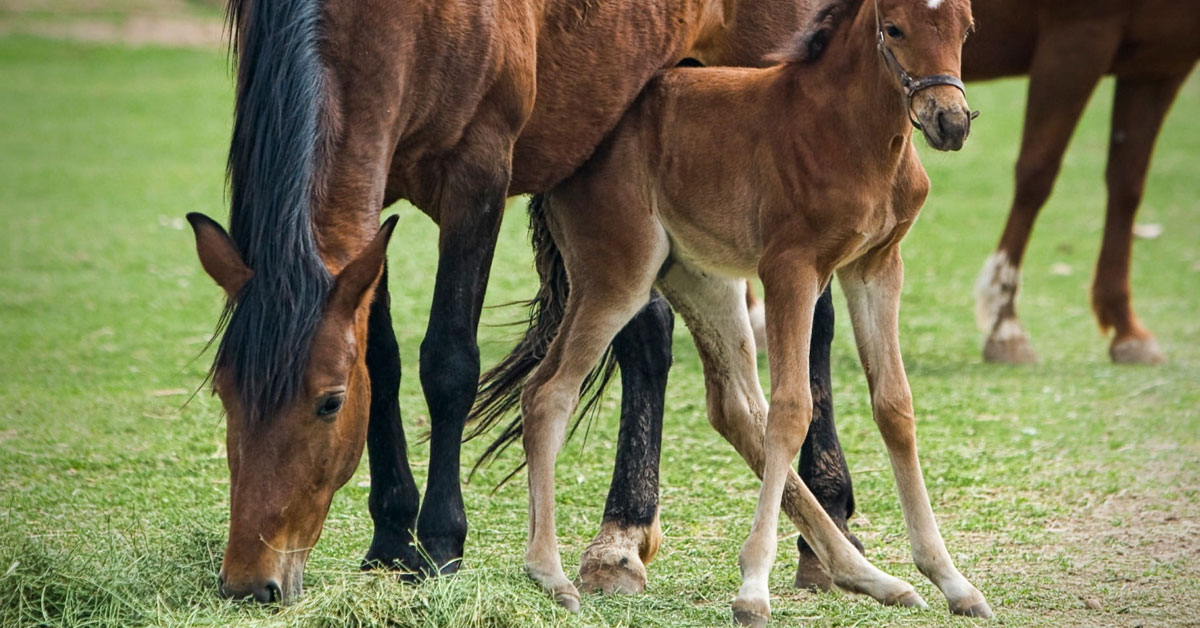 Horse Farms and Racing