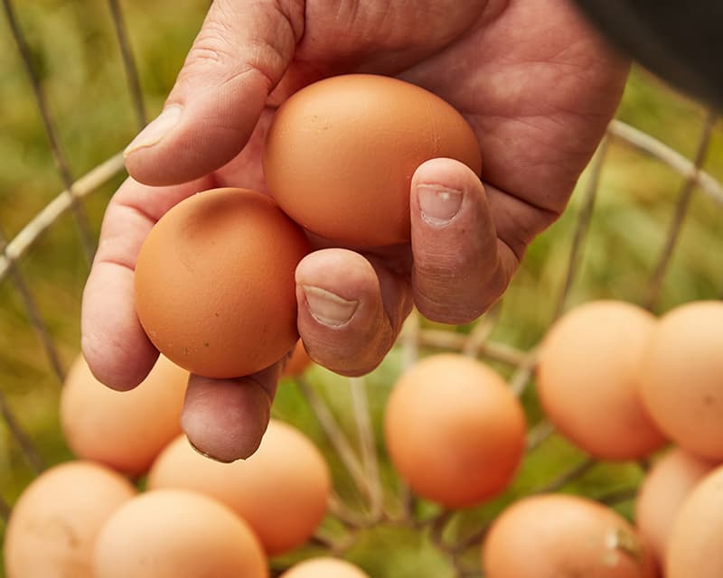 Kentucky Proud agricultural marketing initiatives