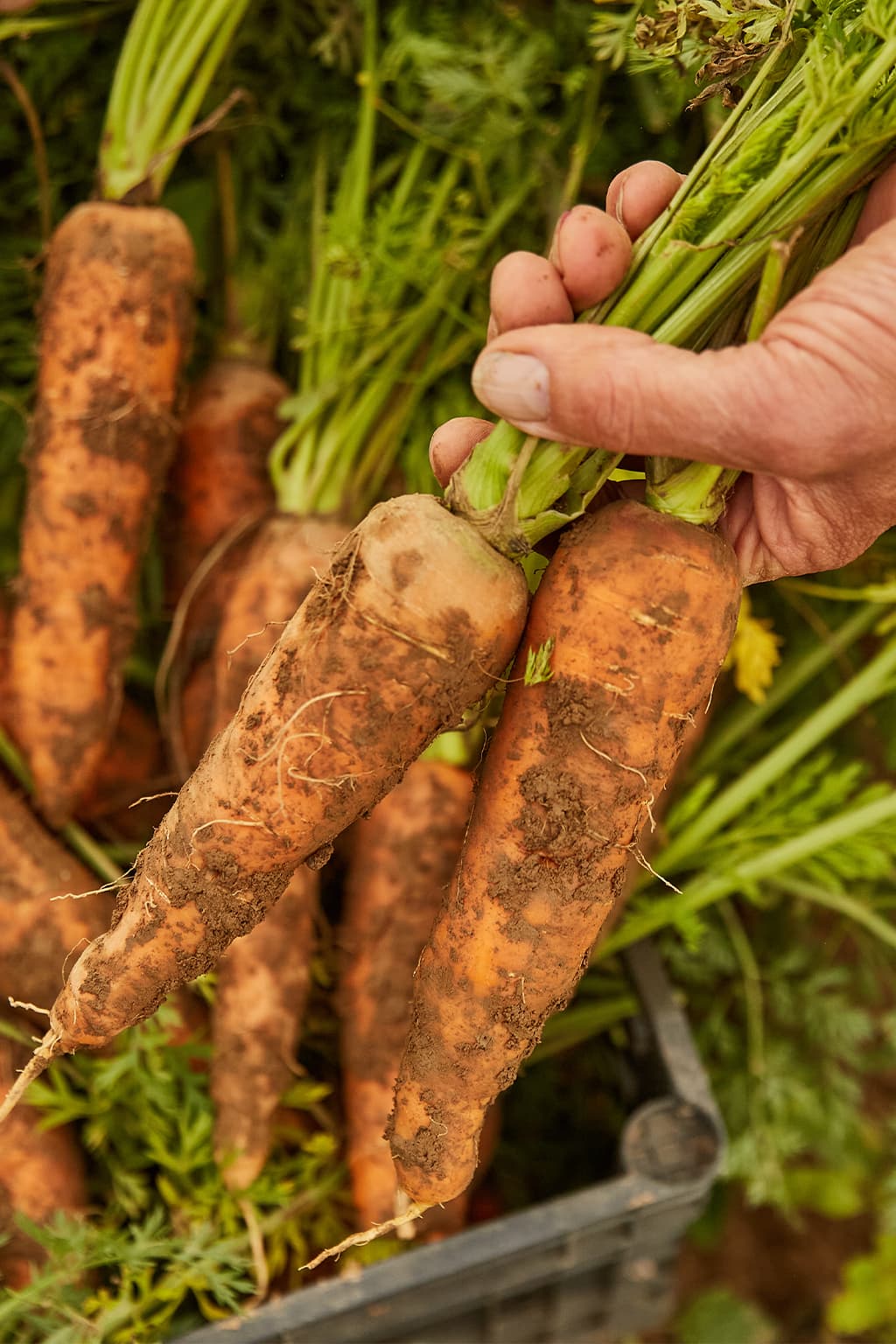 KY Proud membership application