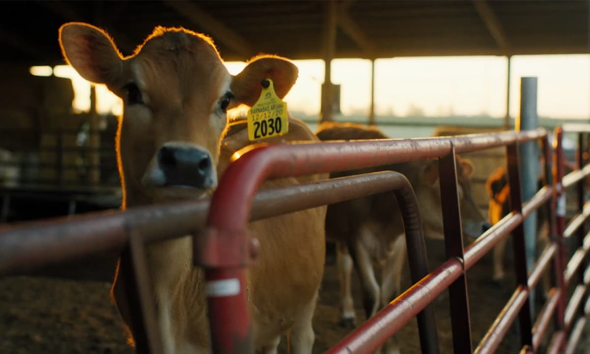 Kentucky Proud history icon