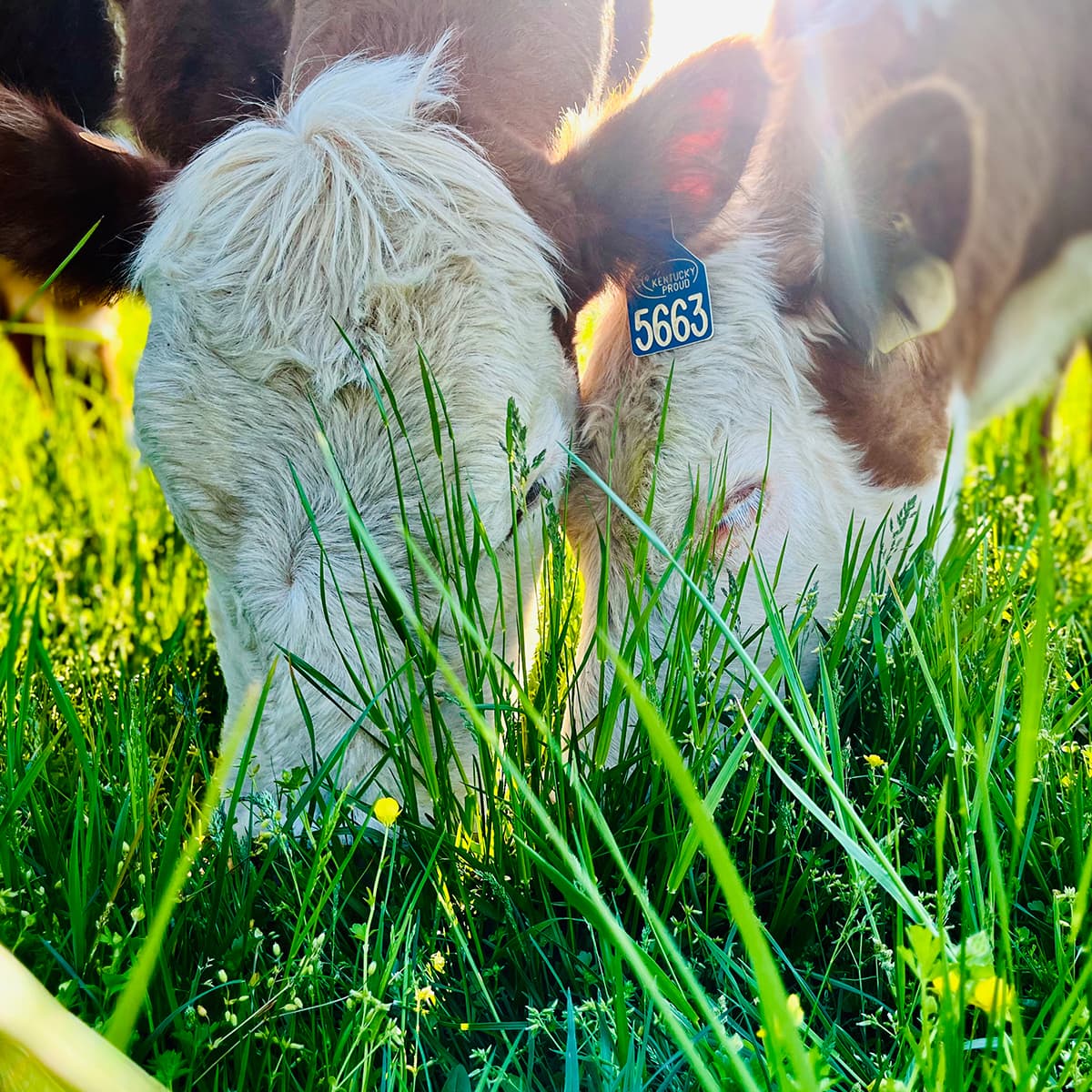 Kentucky Proud program location or event