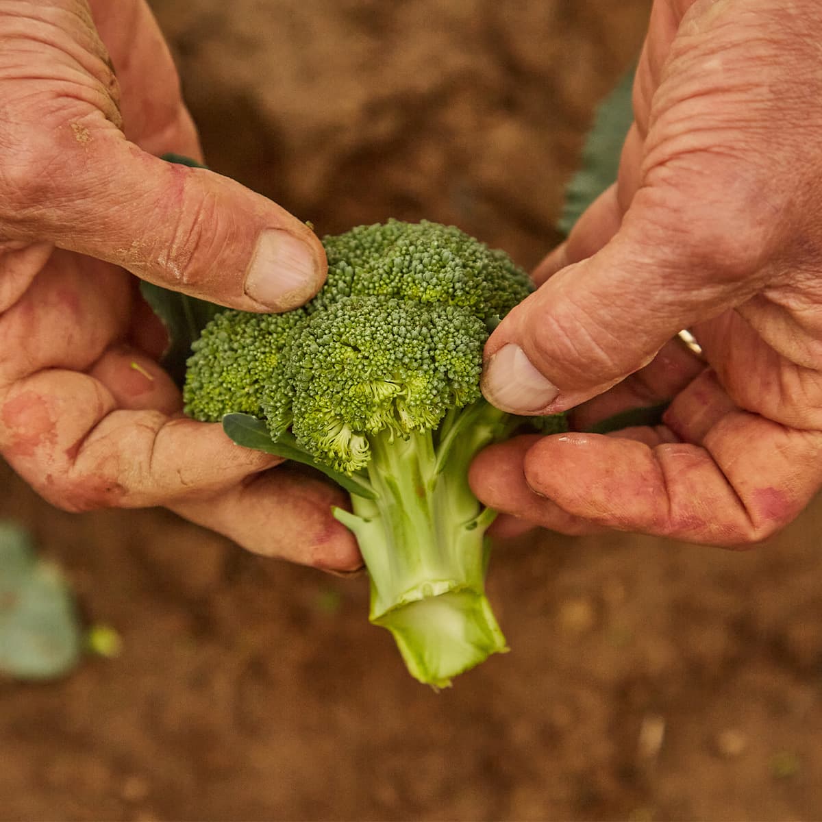Kentucky Proud members at a farmers market