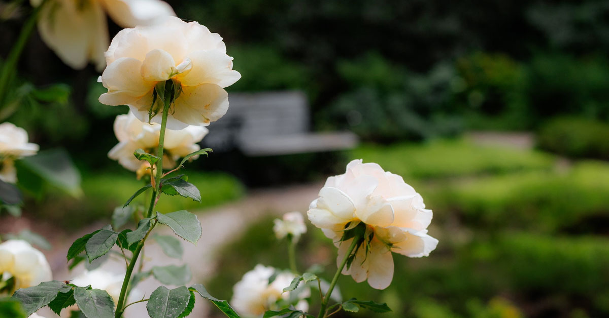 Garden & Nursery Tours